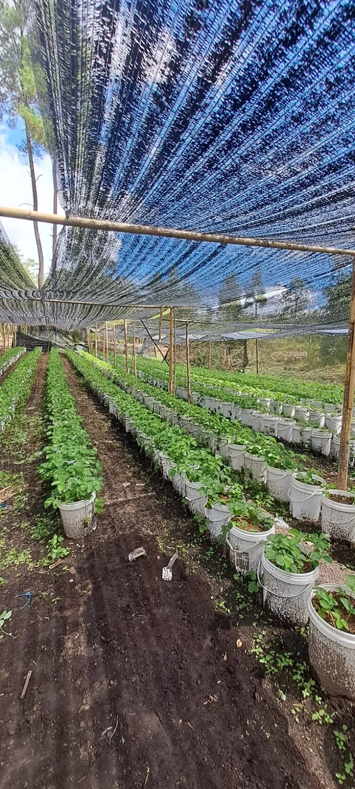 Projects documentation 4, Bhumi Lestari