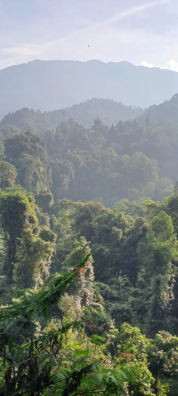 Barito Hulu carbon project area, Central Kalimantan