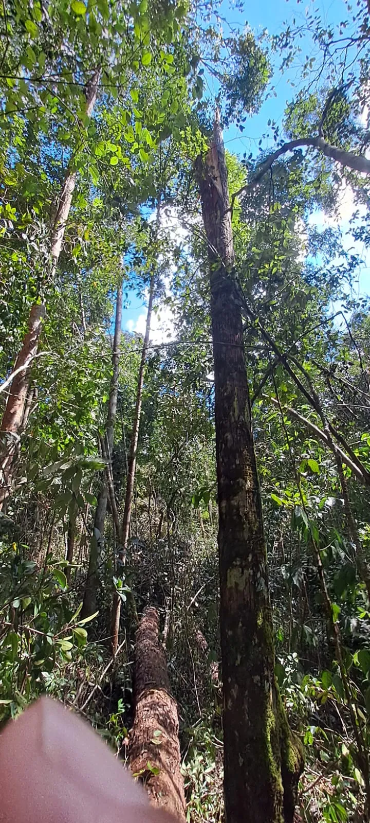 Mura Baru carbon project area, Puruk Cahu, Central Kalimantan